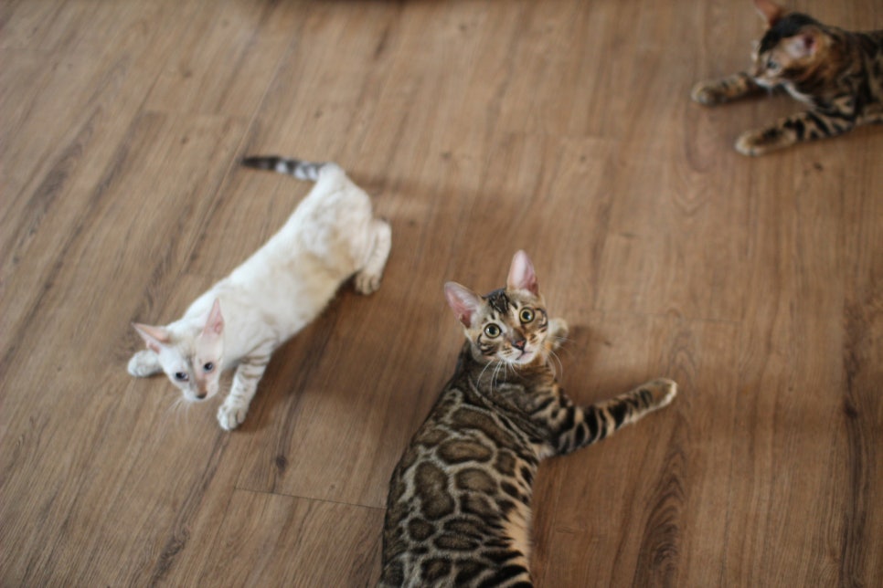 뱅갈고양이분양 너희들 강아지니? 고양이니? ^^ 관련 이미지 17