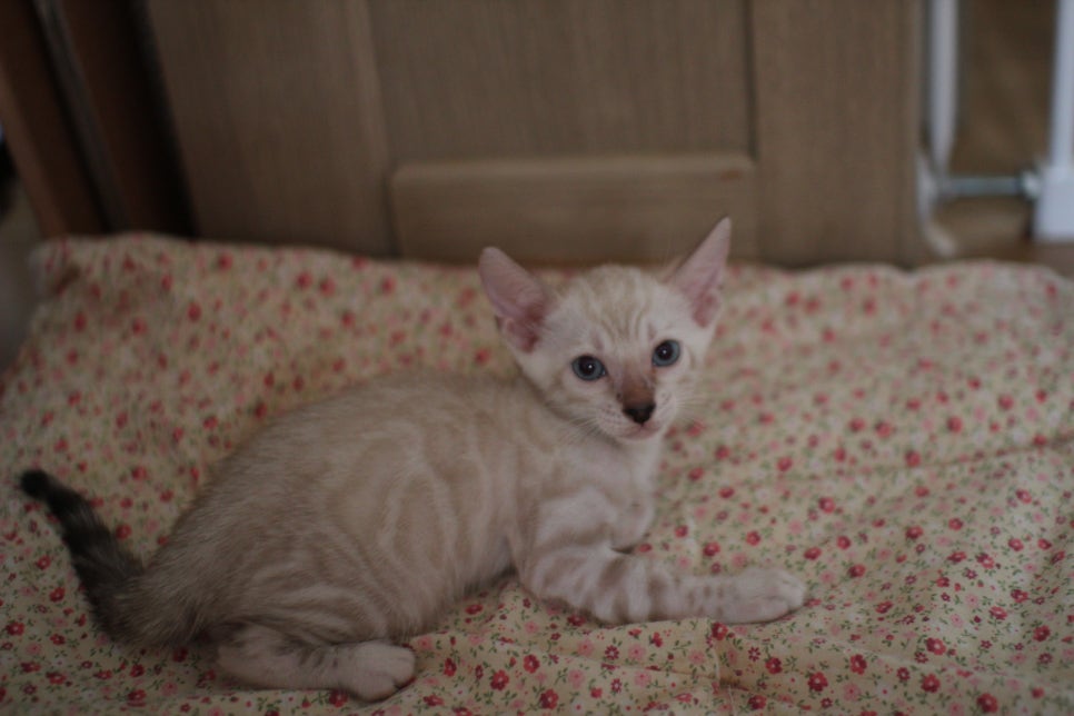 스노우뱅갈고양이 남아 분양해요~ 관련 이미지 4