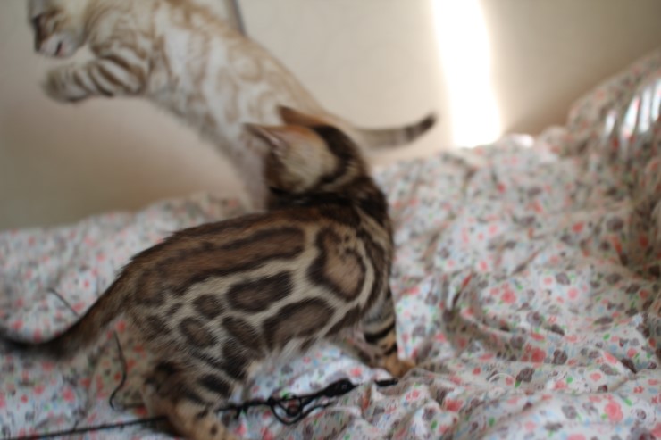 뱅갈고양이 남아 레모나 분양합니다... 관련 이미지 8