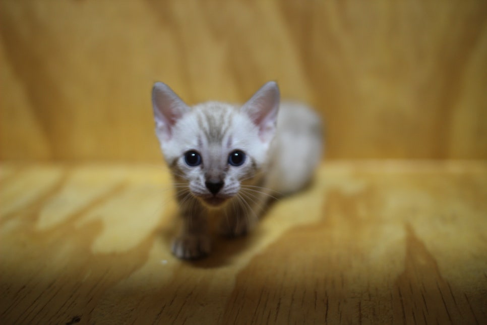 스노우뱅갈고양이 꼬맹이들~ 관련 이미지 13