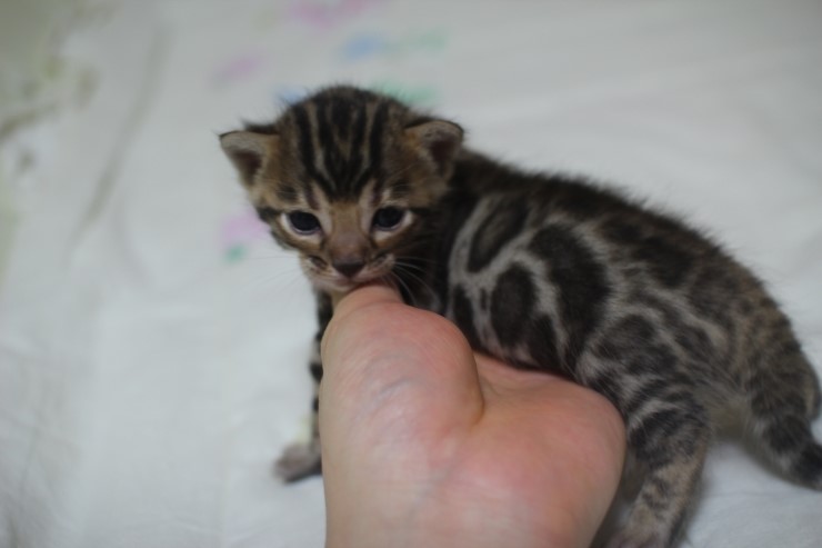 뱅고양이 남매예요~ 관련 이미지 6