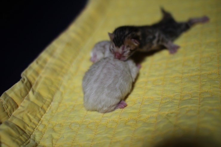 소유뱅갈캐터리 출산소식 입니다~ 관련 이미지 5