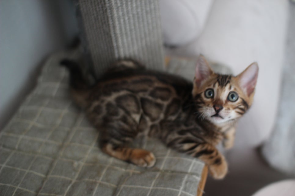 슈퍼 개냥이 브라운 뱅갈고양이 남아 분양해요~ 관련 이미지 1