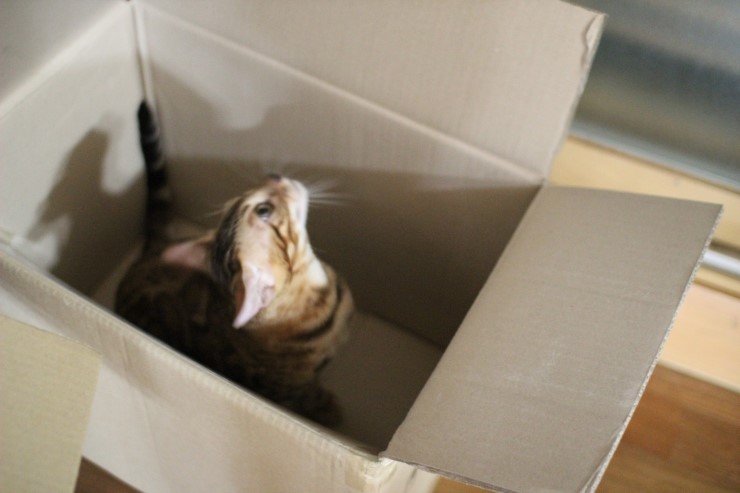 귀염둥이 뱅갈고양이 남아 워리어예요~ 관련 이미지 2