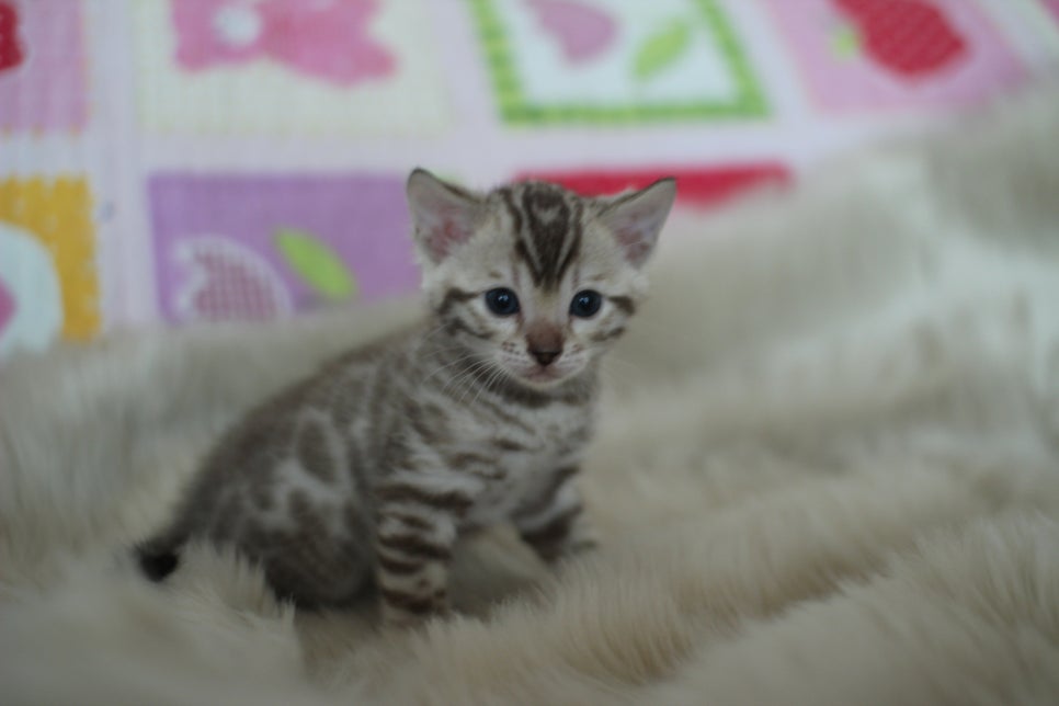 스노우뱅갈고양이 분양 오늘 빠져들어 볼까요? 관련 이미지 1