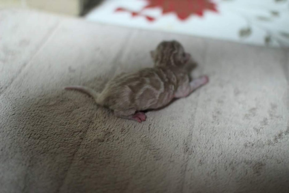 New litter 관련 이미지 2