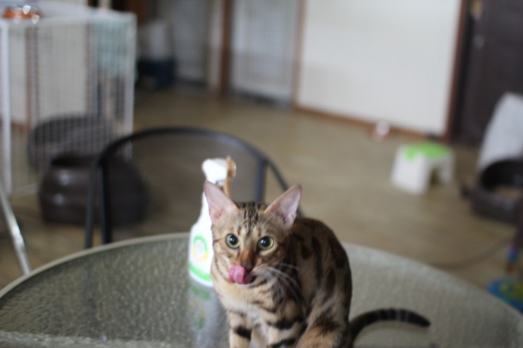 뱅갈고양이 날이 선선하니 뱅갈고양이 아이들도 너무 좋아하는거 같아요^^ 관련 이미지 2