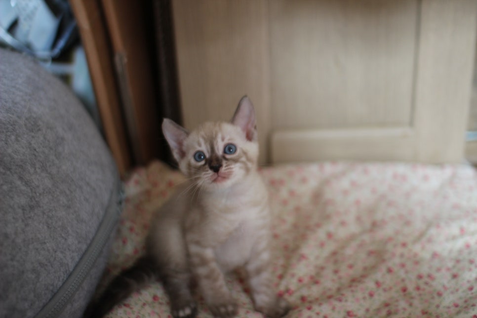 링스차콜 뱅갈고양이 남아 분양해요~ 관련 이미지 6