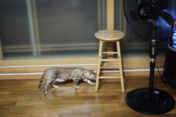 실밍크 뱅갈고양이 킹이예요~~ 관련 이미지 15