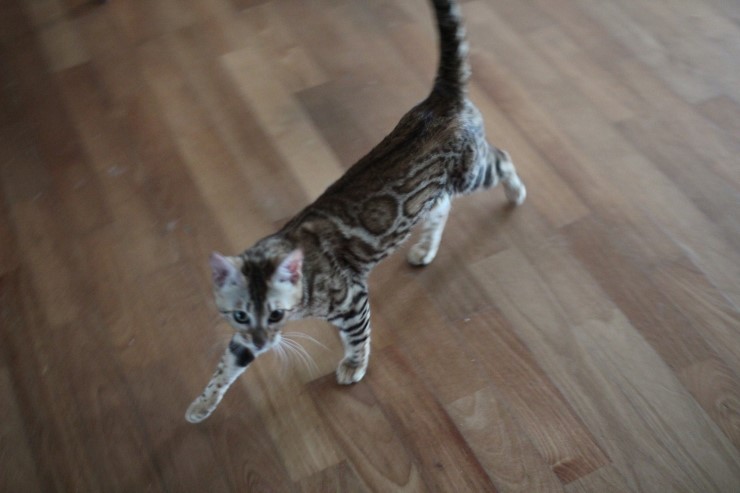 soyu stella 관련 이미지 1