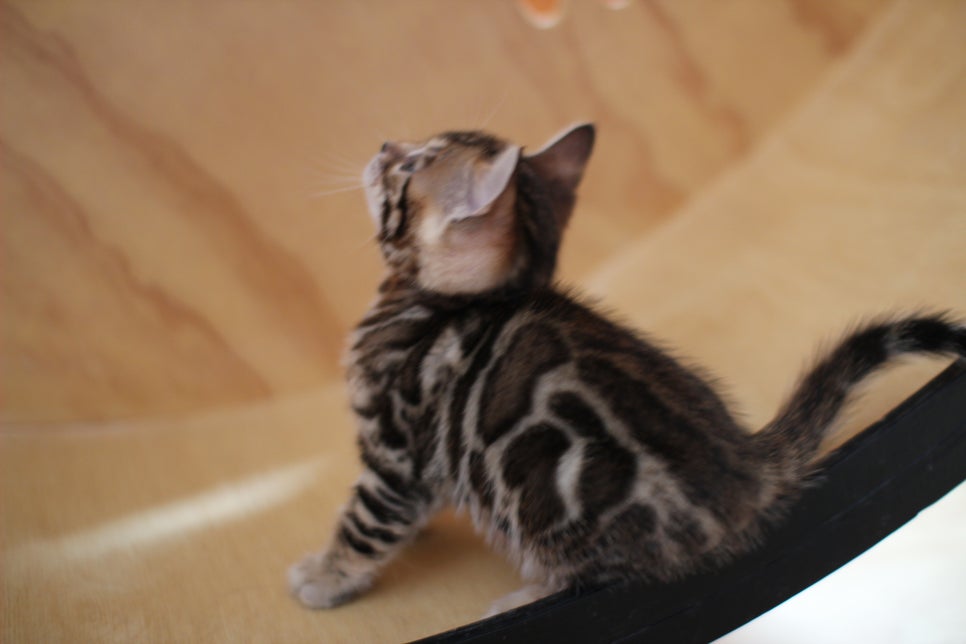 뱅갈고양이 여아들 캣휠 연습중~ 관련 이미지 10