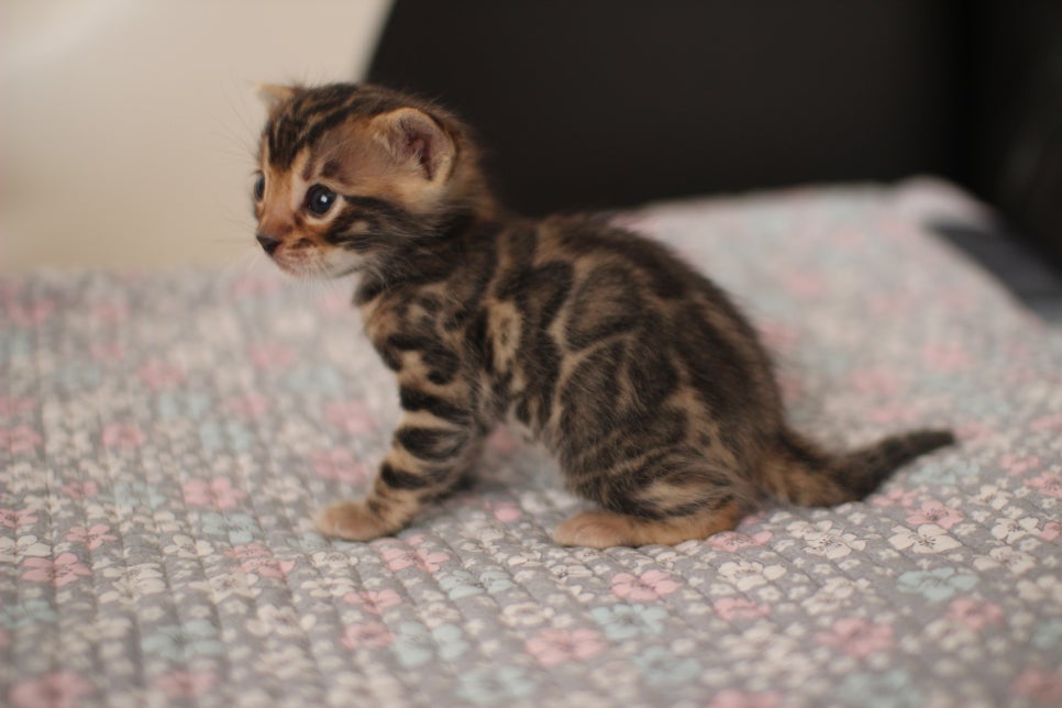 아기 뱅갈고양이 너무나 이쁜 아이~ 관련 이미지 4