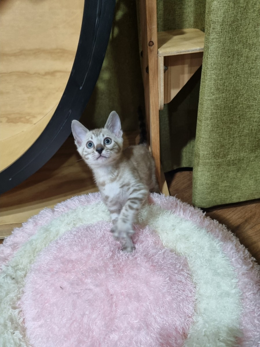 실밍크뱅갈고양이 남아 분양해요~ 관련 이미지 5