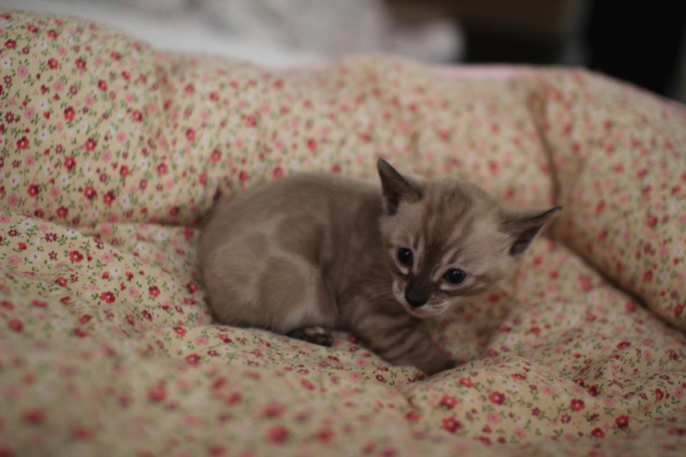 고퀄리티 스노우뱅갈고양이 아이들 분양합니다~ 관련 이미지 19