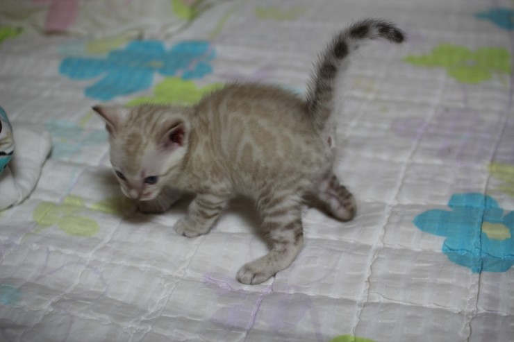 실링스 스노우 뱅갈고양이 남아예요~ 관련 이미지 3