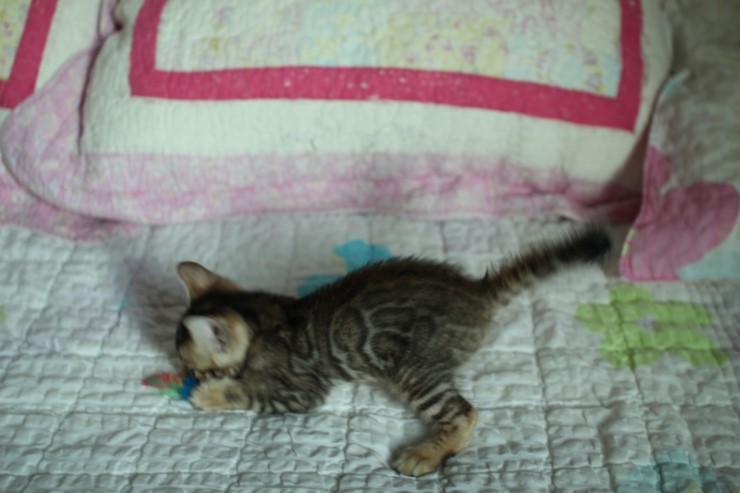 빅로젯 뱅갈고양이 남아예요~ 관련 이미지 4