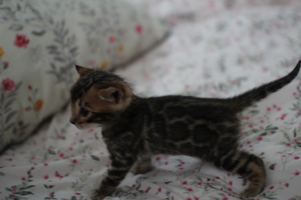 벌써부터 개냥이 뱅갈고양이 남아예요~ 관련 이미지 2