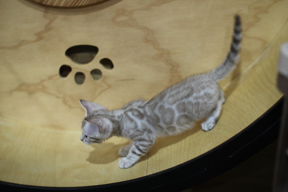 실밍크뱅갈고양이 여아 분양해요~ 관련 이미지 7