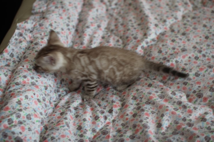 실밍크 뱅갈고양이 꼬맹이 남아에요~~ 관련 이미지 1