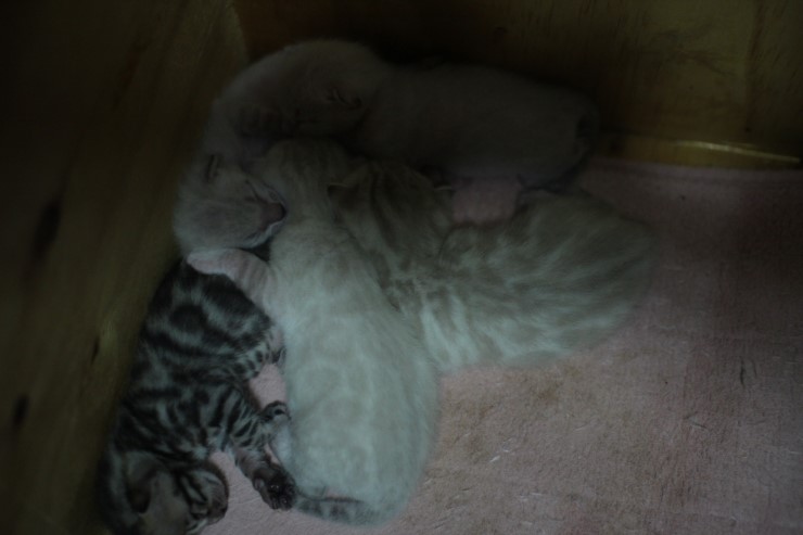 스노우,브라운 뱅갈고양이 꼬물이 5남매예요~ 관련 이미지 4