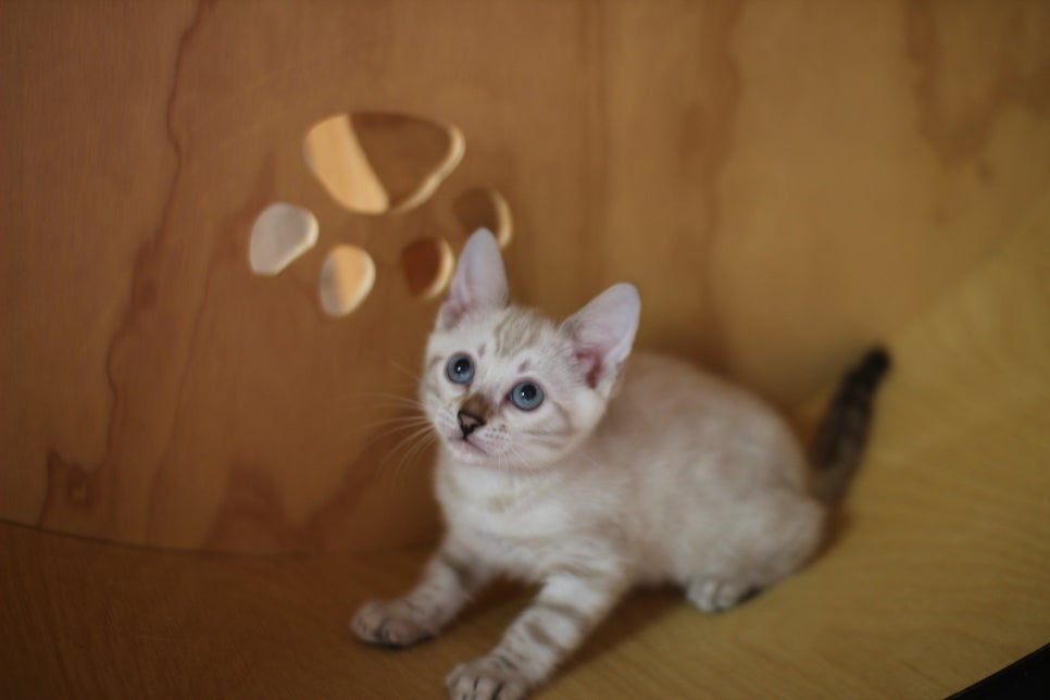 뱅갈고양이분양 무늬와 건강이 최고 관련 이미지 15