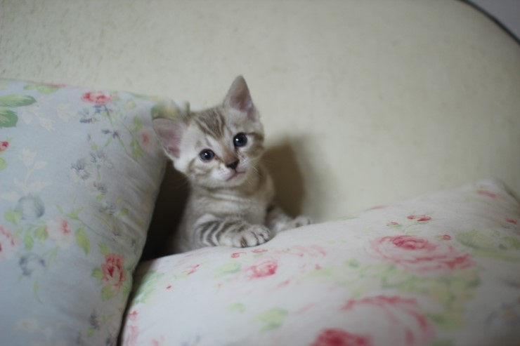 다시봐도 궈여운 뱅갈고양이들 꼬맹이때 사진^^ 관련 이미지 9