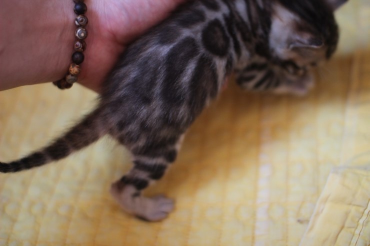 뱅갈고양이 빅로젯 여아예요~ 관련 이미지 3