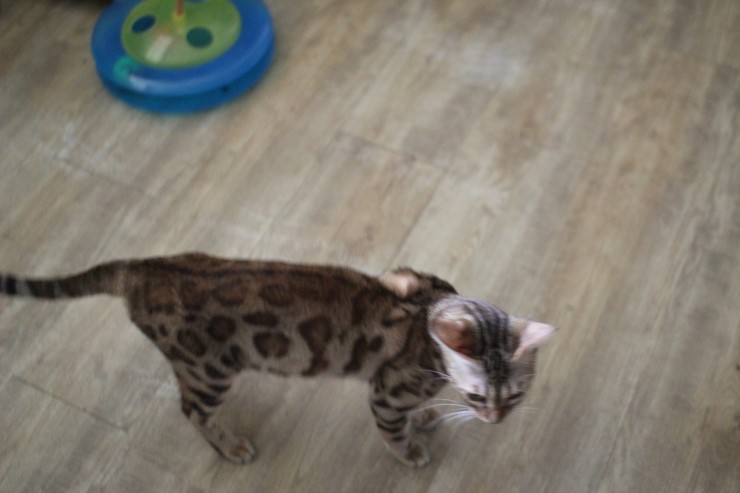 뱅갈고양이, 스노우뱅갈고양이 아이들과 함께 재밌게 지내고 있습니다^^... 관련 이미지 7