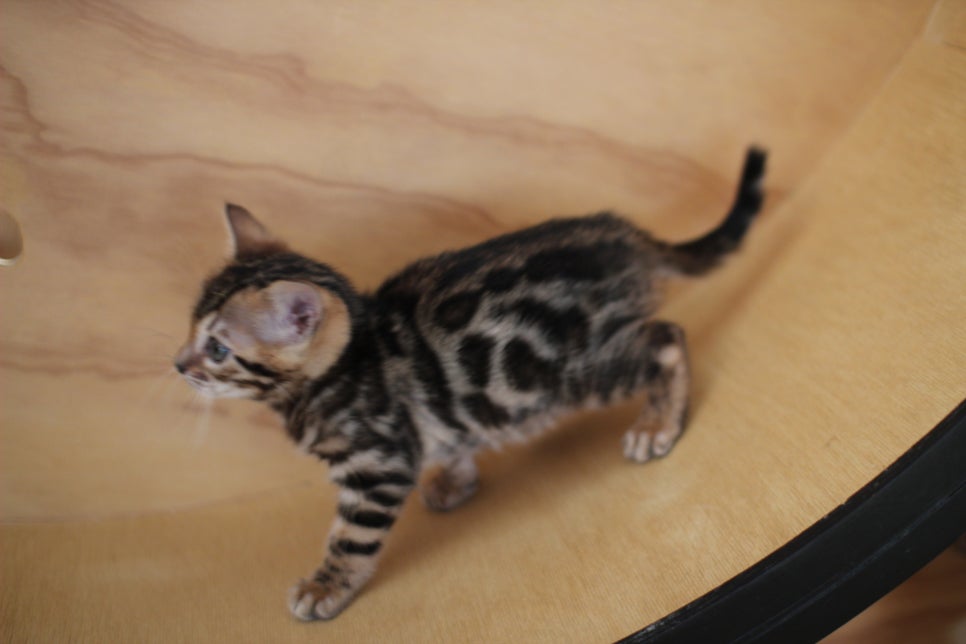 뱅갈고양이분양 환경좋은 홈캐터리에서 받으세요^^ 관련 이미지 3