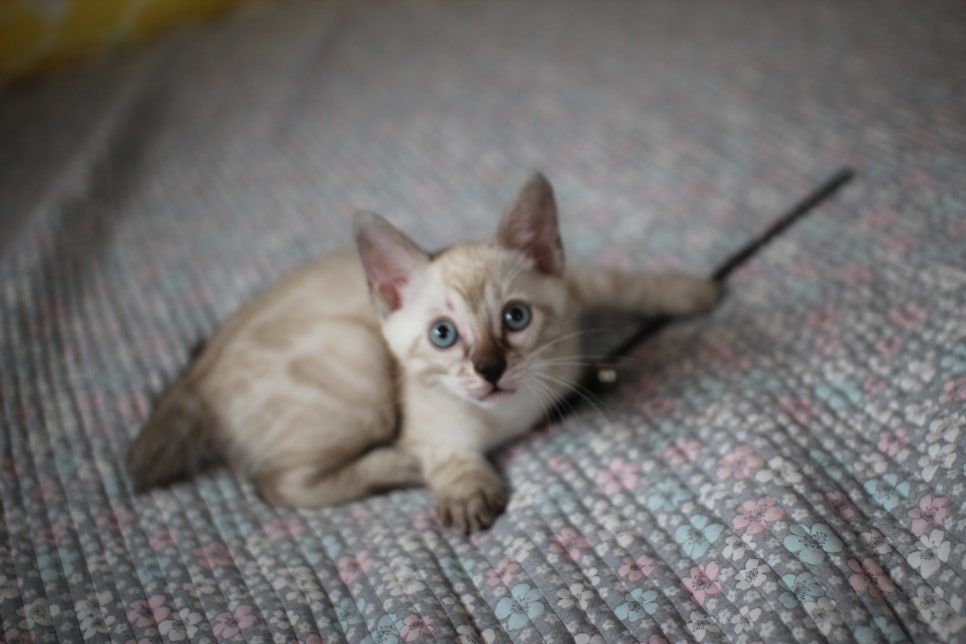 스노우뱅갈고양이 강아지 같은 남아 분양해요~ 관련 이미지 3