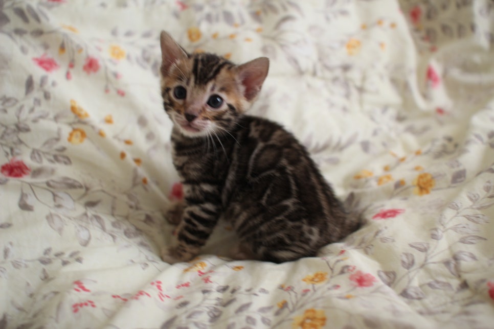 순둥이 개냥이 뱅갈고양이 남아 분양해요~ 관련 이미지 8