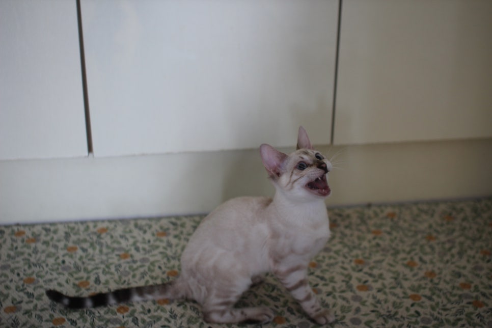 스노우뱅갈고양이 여아 구름이 분양해요~ 관련 이미지 5