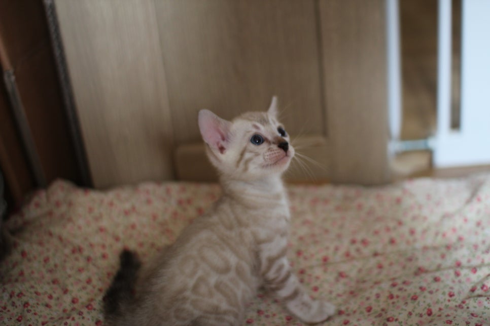 스노우뱅갈고양이 여아 분양해요~ 관련 이미지 2