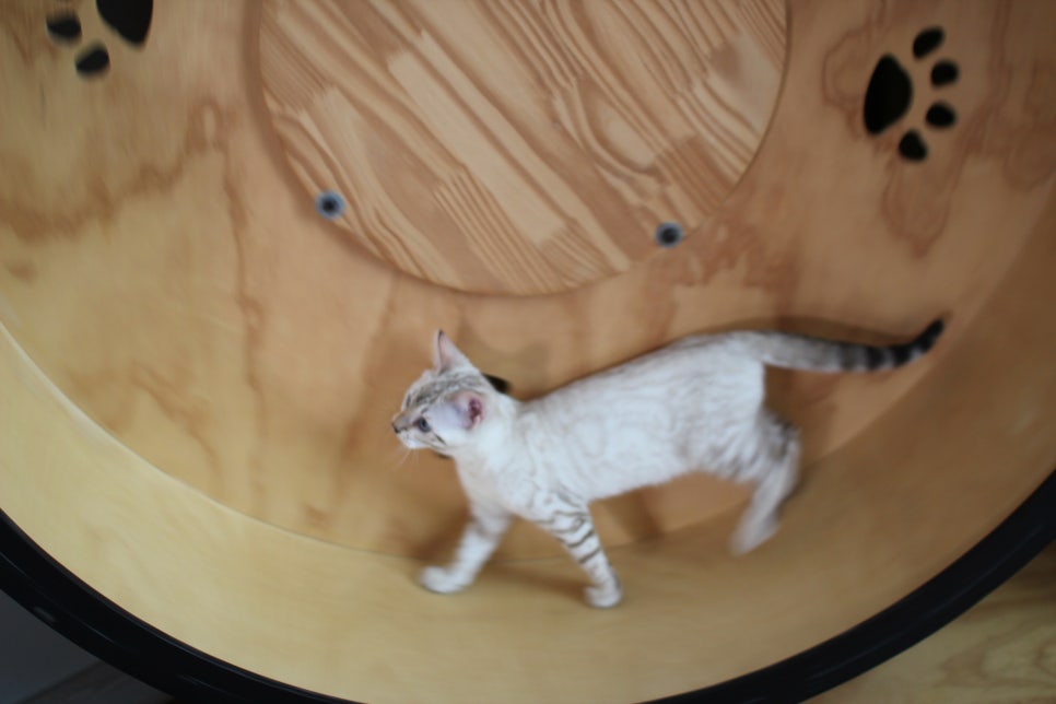 분양중인 스노우뱅갈고양이 남매예요~ 관련 이미지 22