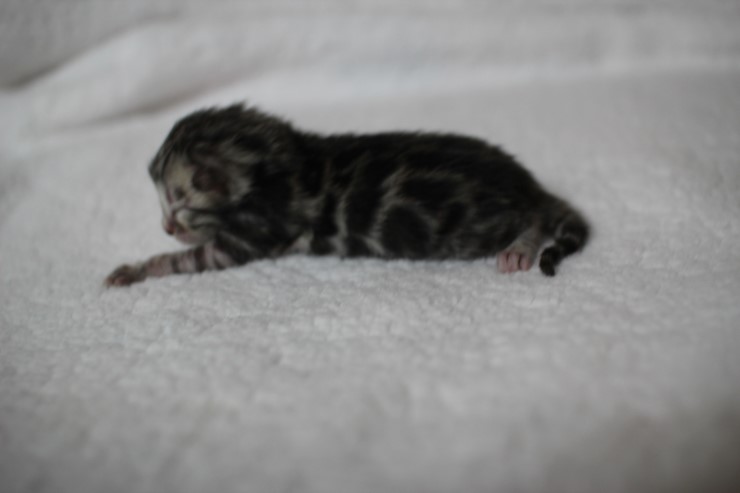 실버 뱅갈고양이 꼬물이 여아예요~ 관련 이미지 4