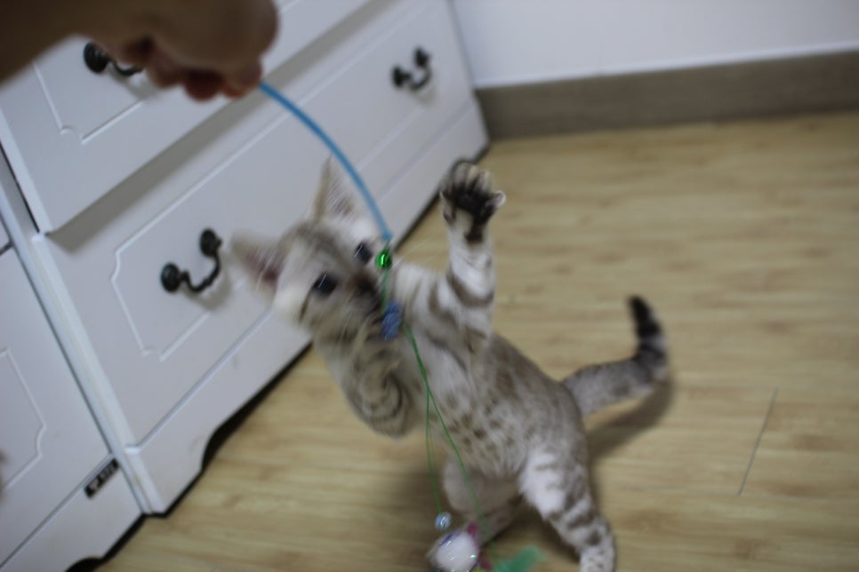 실밍크 뱅갈고양이 키퍼 여아 재롱 관련 이미지 9