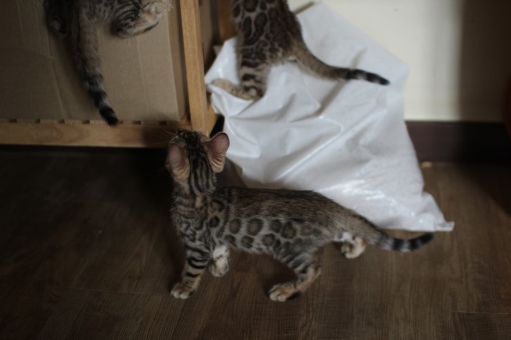 뱅갈고양이 꼬맹이들 사진이예요~ 관련 이미지 10
