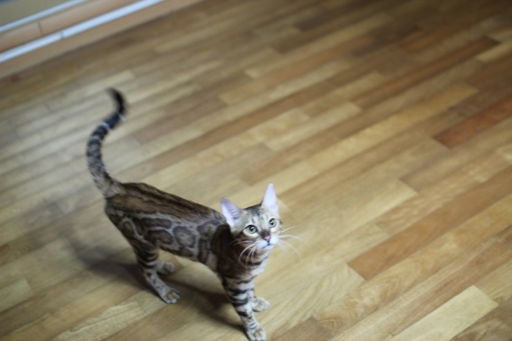 뱅갈고양이 세라와 소피아예요~ 관련 이미지 1