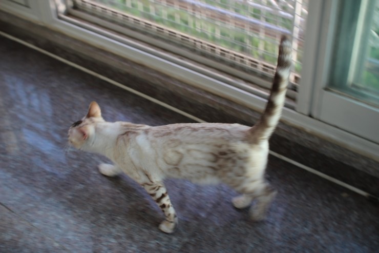 뱅갈고양이 키나와 스텔라 입니다~ 관련 이미지 8