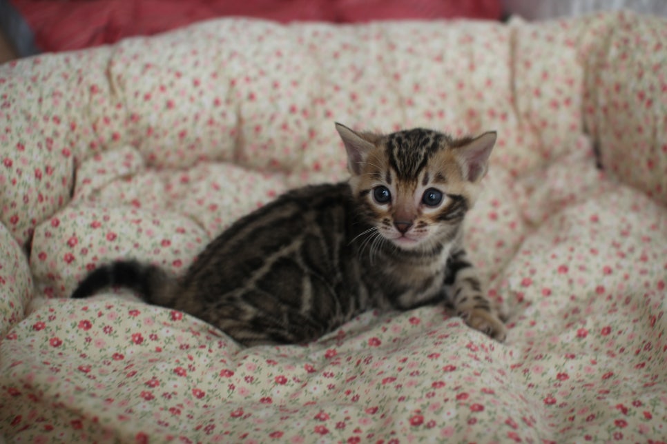 브라운 뱅갈고양이 남아 분양 합니다~ 관련 이미지 1