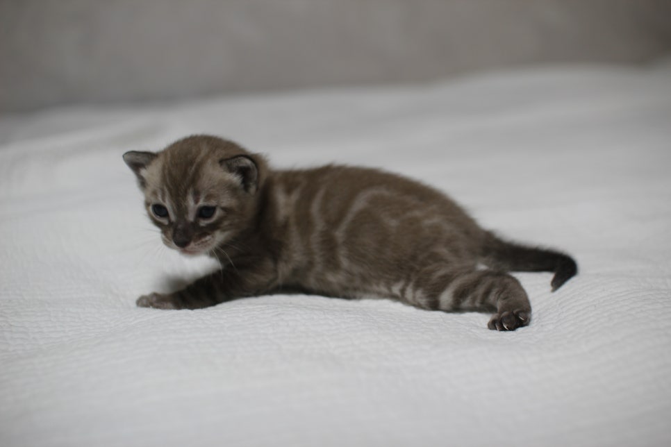 밍크차콜 뱅갈고양이 남아 분양 합니다~ 관련 이미지 5