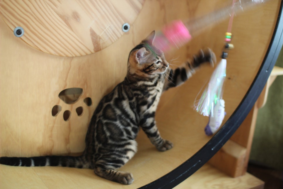 개냥이 건강냥이 뱅갈고양이 남아1 분양해요~ 관련 이미지 15