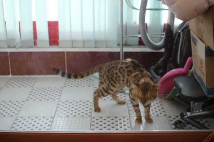 날도 많이 풀렸으니 베란다에서 놀거라 ㅎㅎ 관련 이미지 3