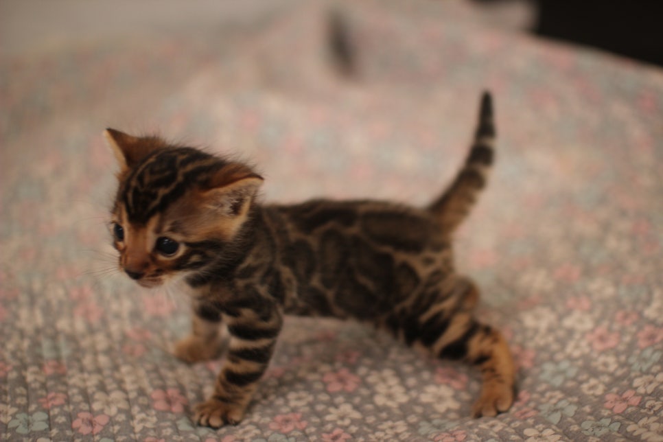 빅로젯 뱅갈남아 분양해요~ 관련 이미지 9