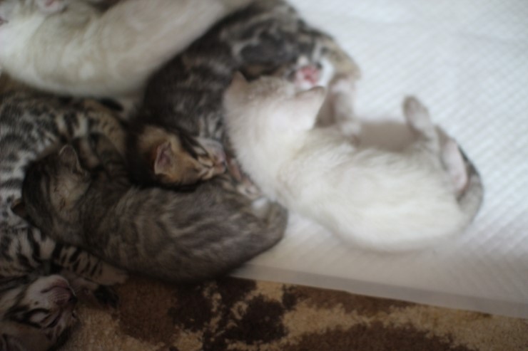스노우 뱅갈고양이 여아예요~ 관련 이미지 2