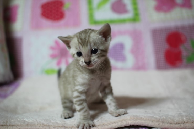 언제봐도 이쁜 스노우,브라운 뱅갈고양이 꼬맹이들! 관련 이미지 6