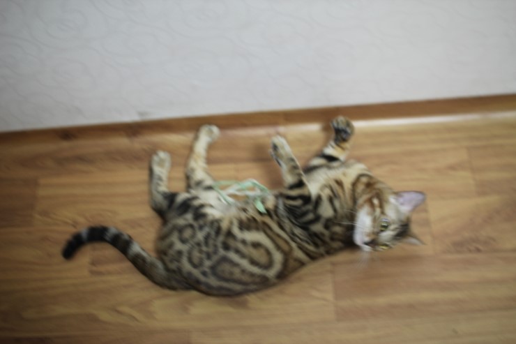 뱅갈고양이 장고~ 관련 이미지 3