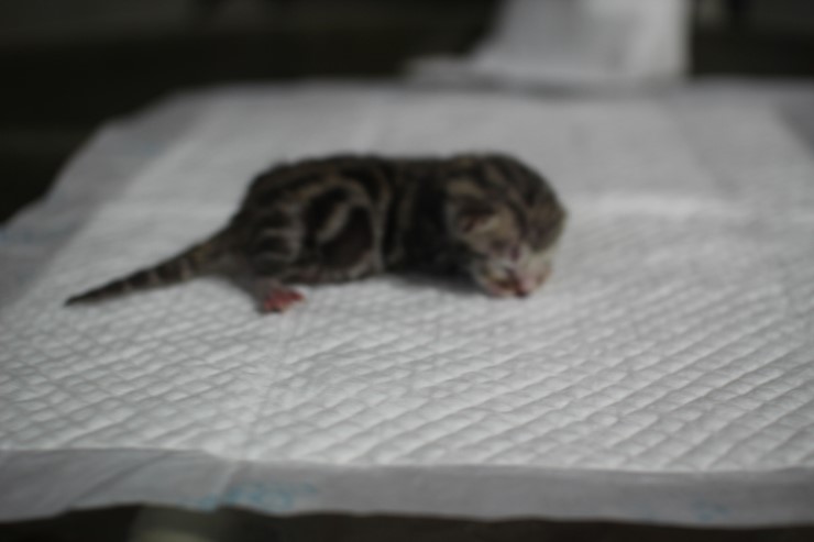 실밍크 뱅갈고양이 영웅이 첫자묘 태어났습니다~ 관련 이미지 3