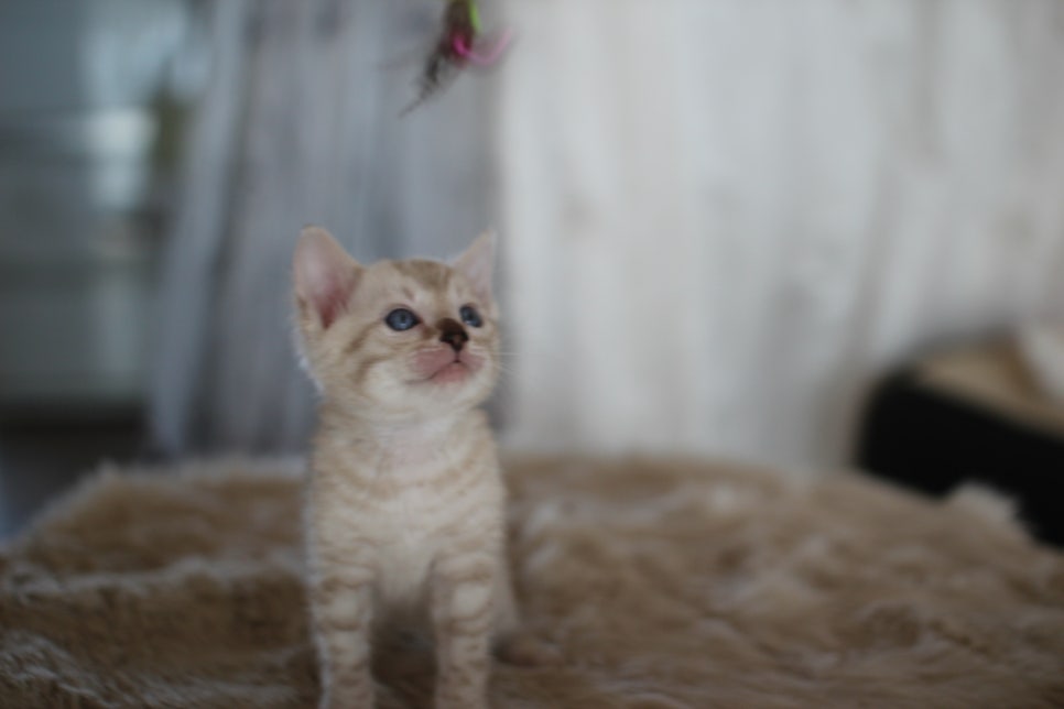 스노우뱅갈고양이 분양 오늘 빠져들어 볼까요? 관련 이미지 10