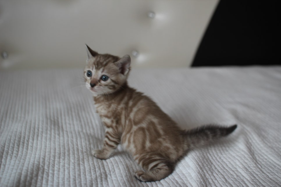 실밍크뱅갈고양이 여아 예약분양 하고 있어요~ 관련 이미지 4